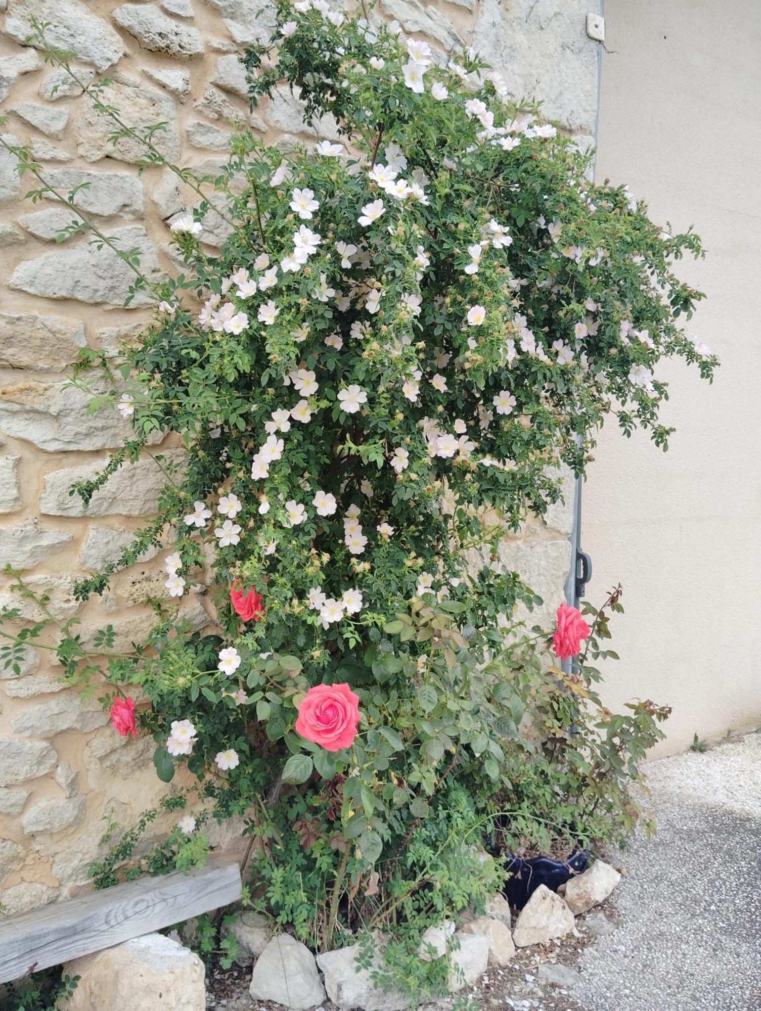Gite L'Edenwine Doulezon Dış mekan fotoğraf